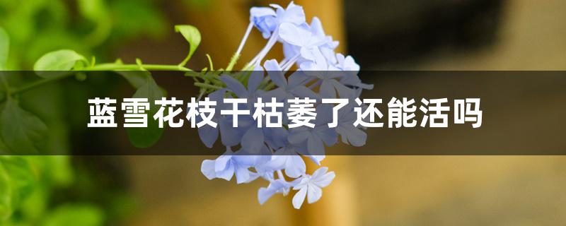 蓝雪花枝干枯萎了还能活吗 蓝雪花枝干枯萎了还能活吗