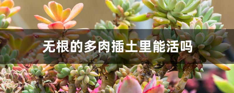 无根的多肉插土里能活吗 无根的多肉插土里能活吗
