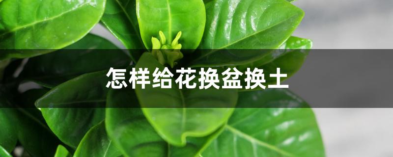怎样给花换盆换土 怎样给花换盆换土
