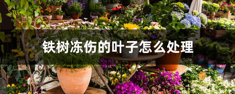 铁树冻伤的叶子怎么处理 铁树冻伤的叶子怎么处理