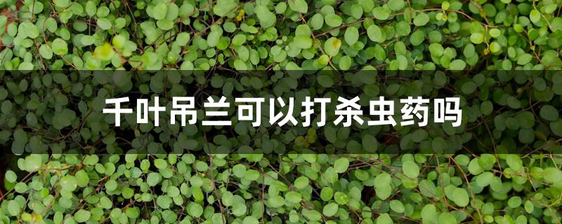 千叶吊兰可以打杀虫药吗 千叶吊兰可以打杀虫药吗