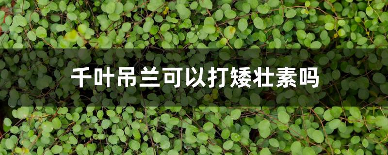 千叶吊兰可以打矮壮素吗 千叶吊兰可以打矮壮素吗