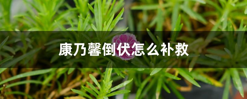 康乃馨倒伏怎么补救 康乃馨倒伏怎么补救