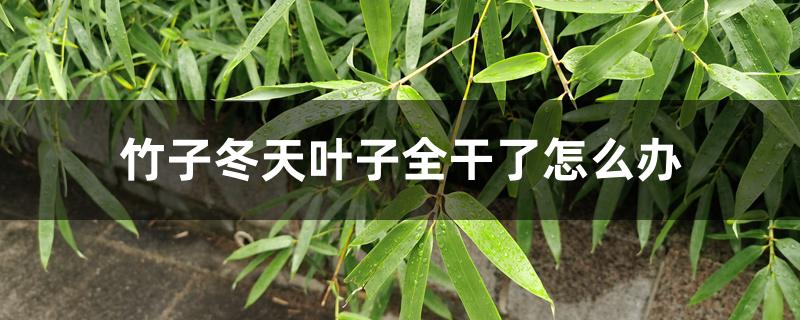 竹子冬天叶子全干了怎么办 竹子冬天叶子全干了怎么办