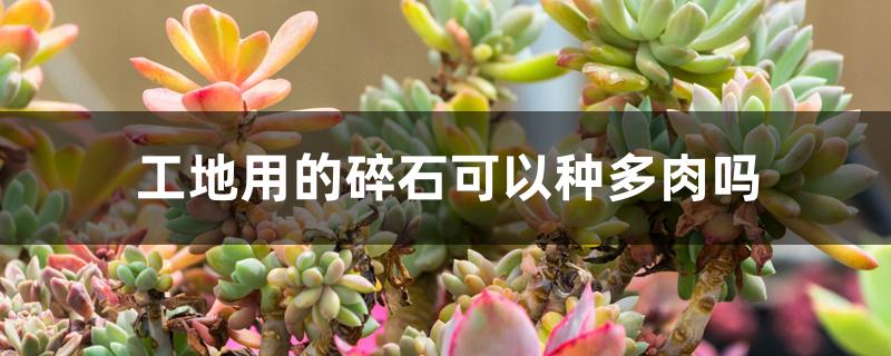 工地用的碎石可以种多肉吗 工地用的碎石可以种多肉吗