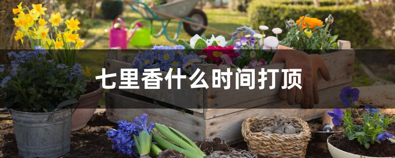 七里香什么时间打顶 七里香什么时间打顶