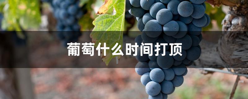 葡萄什么时间打顶 葡萄什么时间打顶