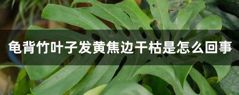 龟背竹叶子发黄焦边干枯是怎么回事 龟背竹叶子发黄焦边干枯是怎么回事