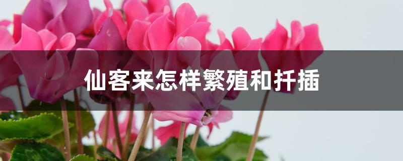 仙客来怎样繁殖和扦插 仙客来怎样繁殖和扦插