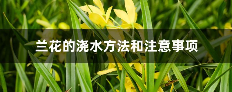 兰花的浇水方法和注意事项 兰花的浇水方法和注意事项