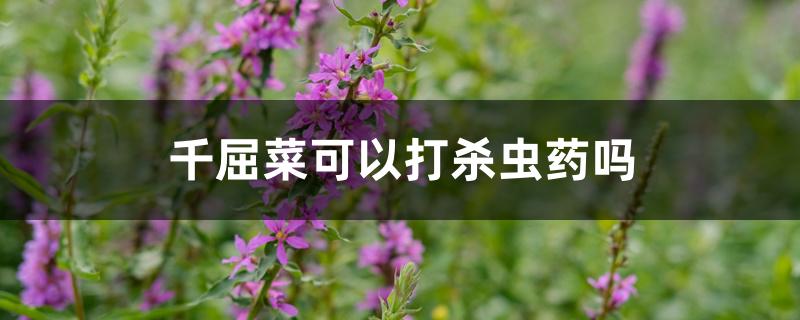 千屈菜可以打杀虫药吗 千屈菜可以打杀虫药吗