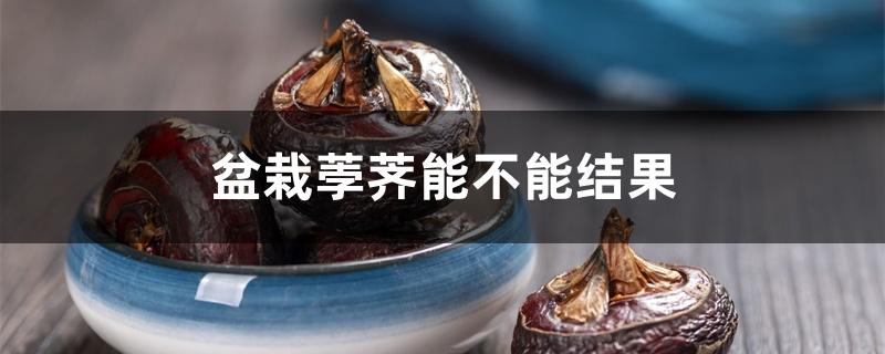 盆栽荸荠能不能结果 盆栽荸荠能不能结果