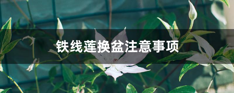 铁线莲换盆注意事项 铁线莲换盆注意事项
