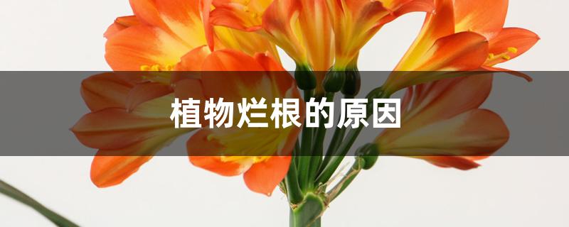 植物烂根的原因 植物烂根的原因