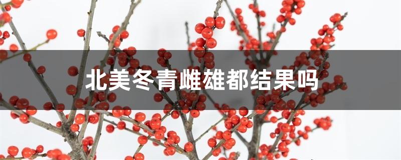 北美冬青雌雄都结果吗 北美冬青雌雄都结果吗