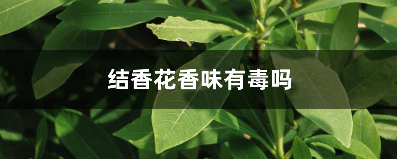 结香花香味有毒吗 结香花香味有毒吗