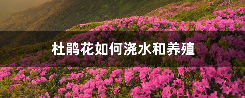 杜鹃花如何浇水和养殖 杜鹃花如何浇水和养殖