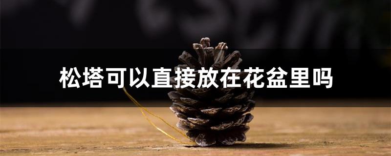 松塔可以直接放在花盆里吗 松塔可以直接放在花盆里吗