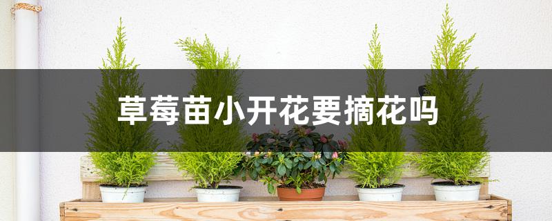 草莓苗小开花要摘花吗 草莓苗小开花要摘花吗