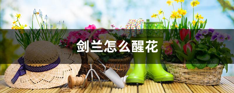 剑兰怎么醒花 剑兰怎么醒花
