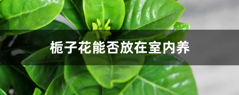 栀子花能否放在室内养 栀子花能否放在室内养