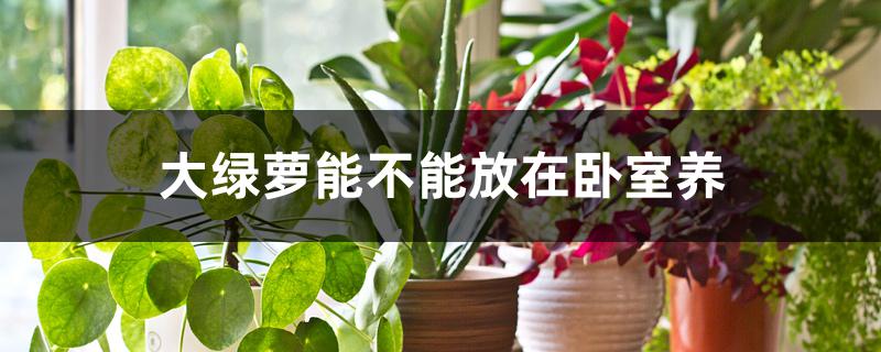 大绿萝能不能放在卧室养 大绿萝能不能放在卧室养