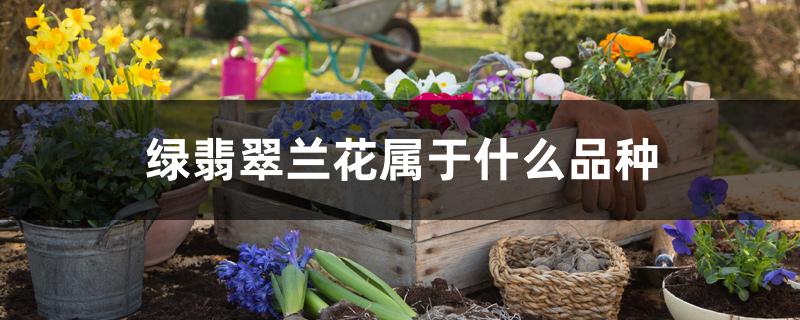 绿翡翠兰花属于什么品种 绿翡翠兰花属于什么品种