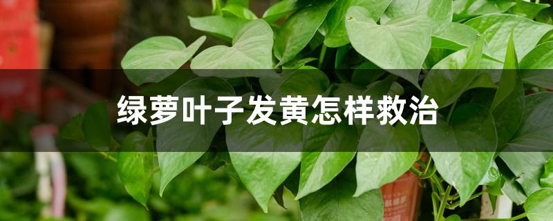 绿萝叶子发黄怎样救治 绿萝叶子发黄怎样救治