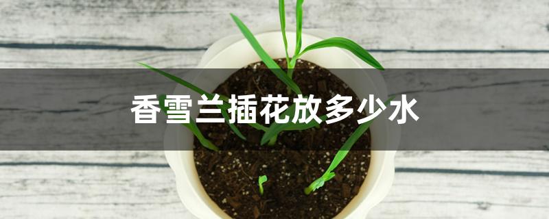 香雪兰插花放多少水 香雪兰插花放多少水