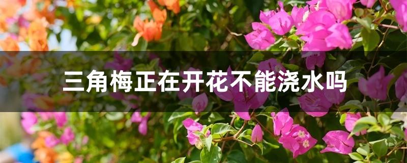 三角梅正在开花不能浇水吗 三角梅正在开花不能浇水吗