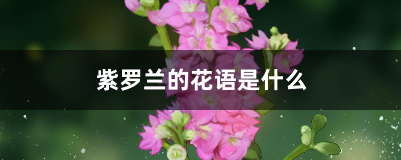 紫罗兰的花语是什么 紫罗兰的花语是什么
