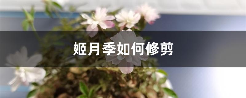 姬月季如何修剪 姬月季如何修剪