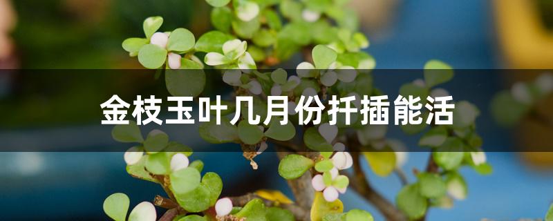 金枝玉叶几月份扦插能活 金枝玉叶几月份扦插能活