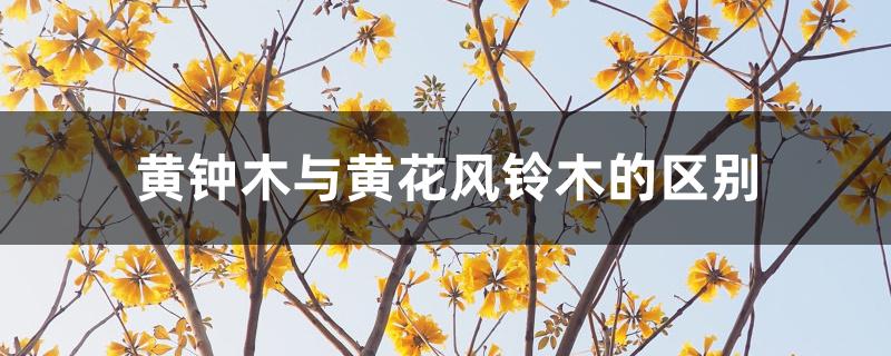 黄钟木与黄花风铃木的区别 黄钟木与黄花风铃木的区别