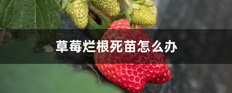 草莓烂根死苗怎么办 草莓烂根死苗怎么办