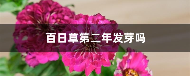 百日草第二年发芽吗 百日草第二年发芽吗