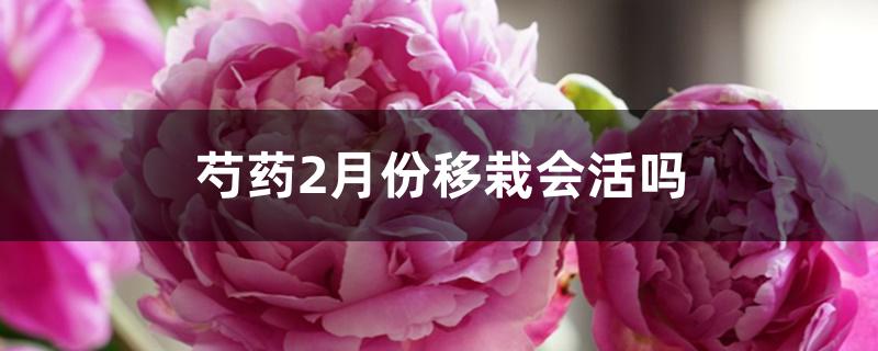 芍药2月份移栽会活吗 芍药2月份移栽会活吗