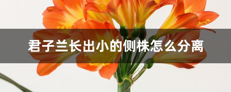 君子兰长出小的侧株怎么分离 君子兰长出小的侧株怎么分离