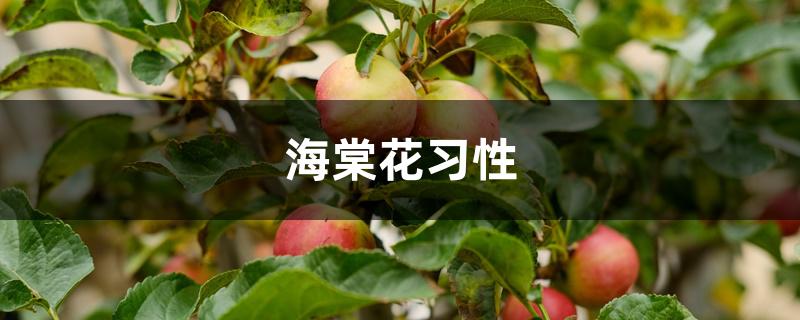 海棠花习性 海棠花习性
