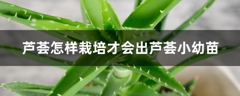 芦荟怎样栽培才会出芦荟小幼苗 芦荟怎样栽培才会出芦荟小幼苗