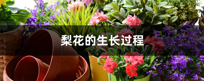 梨花的生长过程 梨花的生长过程