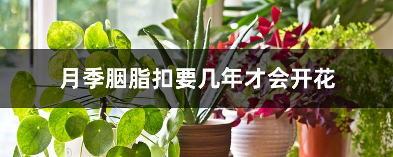 月季胭脂扣要几年才会开花 月季胭脂扣要几年才会开花