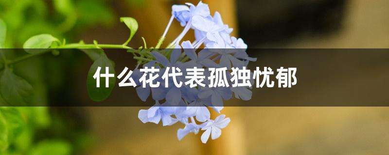 什么花代表孤独忧郁 什么花代表孤独忧郁
