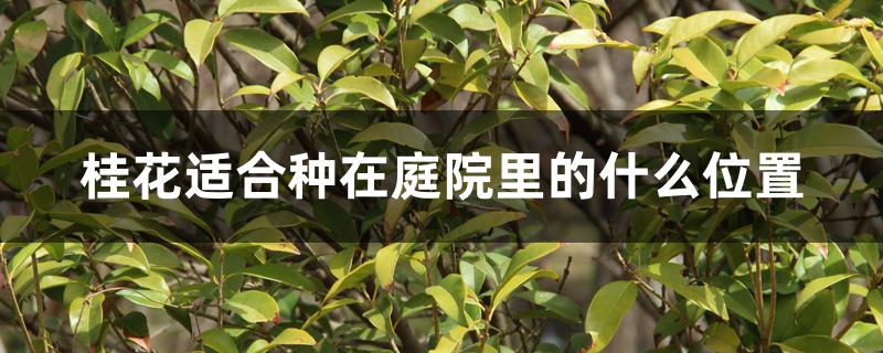 桂花适合种在庭院里的什么位置 桂花适合种在庭院里的什么位置