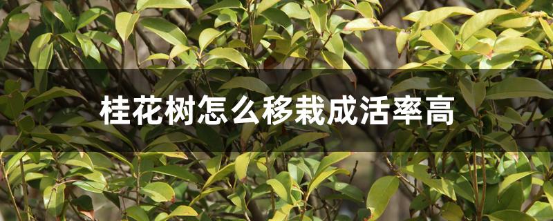 桂花树怎么移栽成活率高 桂花树怎么移栽成活率高