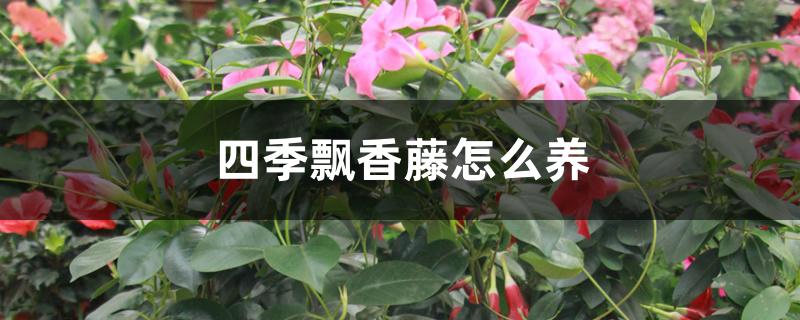 四季飘香藤怎么养 四季飘香藤怎么养