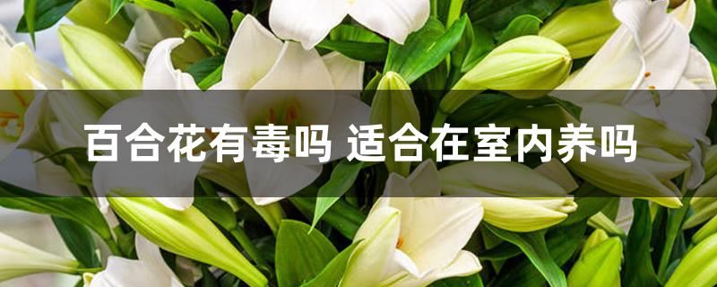百合花有毒吗 适合在室内养吗 百合花有毒吗 适合在室内养吗