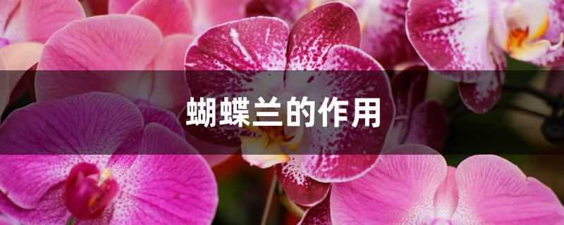 蝴蝶兰的作用 蝴蝶兰的作用