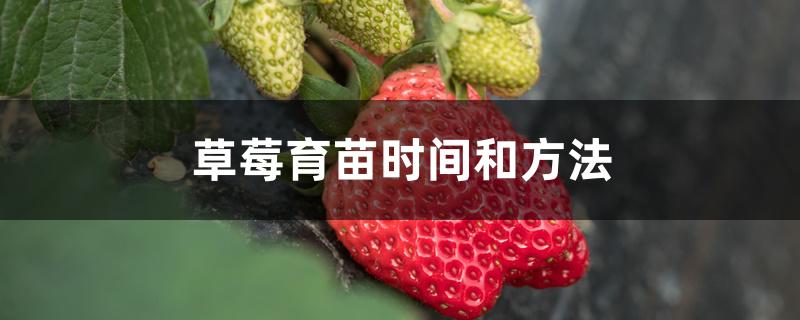 草莓育苗时间和方法 草莓育苗时间和方法