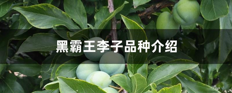 黑霸王李子品种介绍 黑霸王李子品种介绍